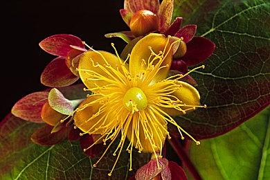 《博德之门3》销量现已超过1500万套